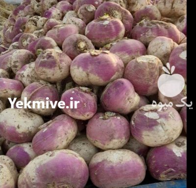 چغندر شلغم دامی بدون خاک برگ در کاشان در گروه خوراک دام و طیور در یکمیوه -عکس2