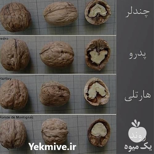 فروش تولید عمده نهال گردو و انواع میوه در کرمان  در گروه خرید فروش نهال - انواع گردو پسته بادام سلطانی انگور در یکمیوه -عکس1