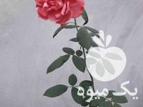 فروش نشا کاج لاوسون تویا آمریکایی کامیس نوکد در رودسر در گروه خرید فروش نشا - انواع گوجه برنج کاهو پیاز کاری فرنگی در یکمیوه -عکس1