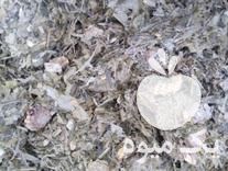 فروش علوفه ذرت فله و بسته بندی در ملایر در گروه خوراک دام و طیور - پرواری شیری علوفه یونجه در یکمیوه -عکس1