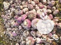 فروش شلغم دامی چغندر دامی در گروه خرید فروش عمده شلغم - تازه خام محصولات کشاورزی در یکمیوه -عکس1