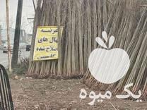 فروش نهال صنوبر یک ساله زود رشد در آستانه اشرفیه در گروه خرید فروش نهال - انواع گردو پسته بادام سلطانی انگور در یکمیوه -عکس1