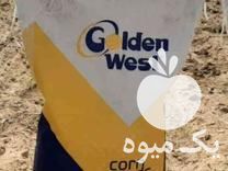 بذر پنبه لیدر گلدن و ست در کرج در گروه خرید و فروش بذر پنبه در یکمیوه -عکس1