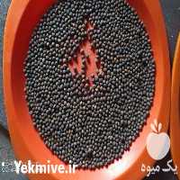 فروش و عرضه مستقیم دان پرنده تخم کتان در گروه انواع پرنده - زینتی عروس هما مینا طوطی مرغ عشق در یکمیوه