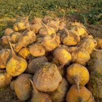 چغندر شلغم دامی بدون خاک برگ در کاشان در گروه خوراک دام و طیور در یکمیوه