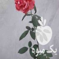 فروش نشا کاج لاوسون تویا آمریکایی کامیس نوکد در رودسر در گروه خرید فروش نشا - انواع گوجه برنج کاهو پیاز کاری فرنگی در یکمیوه