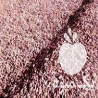 فروش هسته خرما با رطوبت بسیار پایین در سمنان در گروه خوراک دام و طیور - پرواری شیری علوفه یونجه در یکمیوه