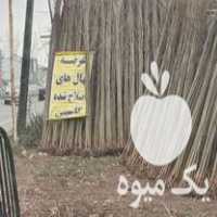 فروش نهال صنوبر یک ساله زود رشد در آستانه اشرفیه در گروه خرید فروش نهال - انواع گردو پسته بادام سلطانی انگور در یکمیوه