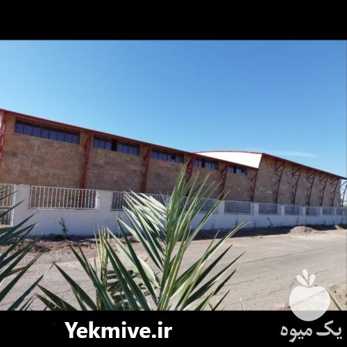 انجام بسته بندی خرما مضافتی در ظرفیت خالی در کرمان  در گروه خرید فروش عمده خرما - کبکاب تازه زاهدی خشک خارک در یکمیوه -عکس1