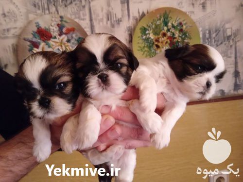 فروش توله شتیزو در تهران در گروه سگ و گربه _ نگهبان هاسکی ژرمن دوبرمن سرابی در یکمیوه -عکس1