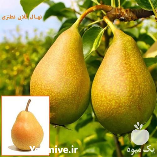 قیمت خرید نهال گلابی در گروه خرید فروش نهال - انواع گردو پسته بادام سلطانی انگور در یکمیوه -عکس1