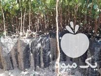 فروش نهال پسته مهریز بذر بادامی زرند در زاهدان در گروه خرید فروش نهال - انواع گردو پسته بادام سلطانی انگور در یکمیوه -عکس1