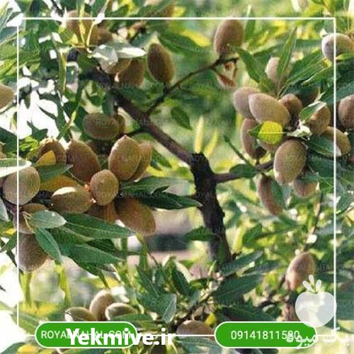 خرید نهال بادام لورانی کلون R 916 در گروه خرید فروش نهال - انواع گردو پسته بادام سلطانی انگور در یکمیوه -عکس1
