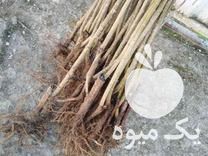 فروش نهال صنوبر در ساری در گروه خرید فروش نهال - انواع گردو پسته بادام سلطانی انگور در یکمیوه -عکس1