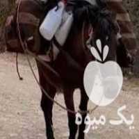 فروش اسب مادیون ابستن در گروه اسب و الاغ خر و فروش قاطر- ترکمن عربی سفید نر و ماده در یکمیوه