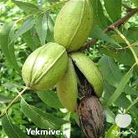 تولید و فروش نهال گردو پکان با بالاترین کیفیت در اصفهان در گروه خرید فروش نهال - انواع گردو پسته بادام سلطانی انگور در یکمیوه