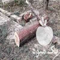 فروش چوب سرخ کاج سرو گردو تراکم بالا در تهران در گروه خرید فروش عمده چوب و زغال- زغال چوب گردو تبریزی خام در یکمیوه