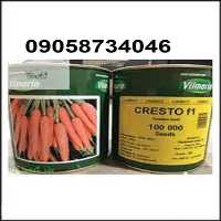 قیمت خرید بذر هویج کریستو پربار در کرمان  در گروه خرید فروش بذر - انواع محصول کشاورزی گوجه کتان میوه درخت در یکمیوه