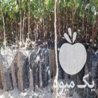 فروش نهال پسته مهریز بذر بادامی زرند در زاهدان در گروه خرید فروش نهال - انواع گردو پسته بادام سلطانی انگور در یکمیوه