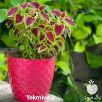 فروش گلدان پلاستیکی مدل زمرد در تهران در گروه خرید فروش عمده گیاهان زینتی - گرمسیری آپارتمانی باغچه آب در یکمیوه