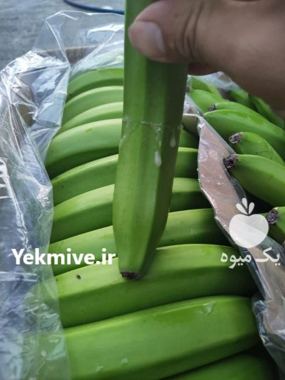 موز پاکستانی در بندرعباس در گروه خرید فروش عمده موز - زرد سبز پاکستان چیکیتا اکوادوور در یکمیوه -عکس2