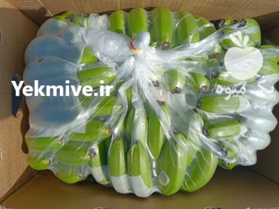 موز پاکستانی در بندرعباس در گروه خرید فروش عمده موز - زرد سبز پاکستان چیکیتا اکوادوور در یکمیوه -عکس3