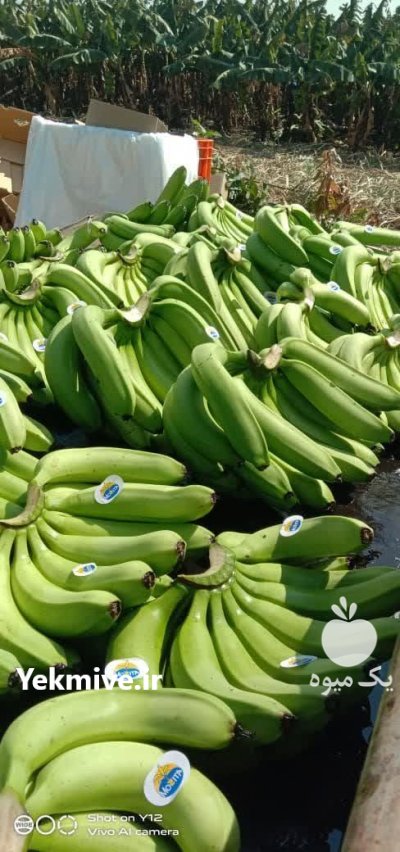 موز پاکستانی در بندرعباس در گروه خرید فروش عمده موز - زرد سبز پاکستان چیکیتا اکوادوور در یکمیوه -عکس4