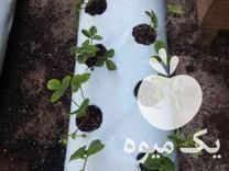 قیمت خرید گروبک در تهران در گروه خرید فروش تجهیزات گلخانه - صنعتی خانگی هوشمند دست دوم در یکمیوه -عکس1