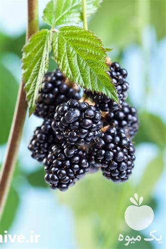 پیش فروش نهال تمشک بدون خار در یزد در گروه خرید فروش نهال - انواع گردو پسته بادام سلطانی انگور در یکمیوه -عکس1