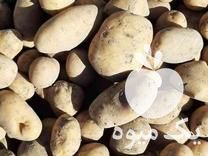 قیمت خرید سیب زمینی اردبیل در گروه خرید فروش عمده سیب زمینی - زودرس دیررس آگریا اسپریت اردبیل همدان در یکمیوه -عکس1