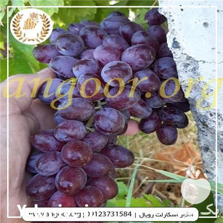 فروش نهال انگور اسکارلت رویال در شاهرود در گروه خرید فروش نهال - انواع گردو پسته بادام سلطانی انگور در یکمیوه -عکس1