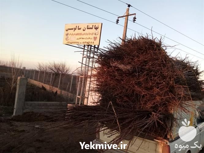 قیمت خرید نهال گلابی در اصفهان در گروه خرید فروش نهال - انواع گردو پسته بادام سلطانی انگور در یکمیوه -عکس1