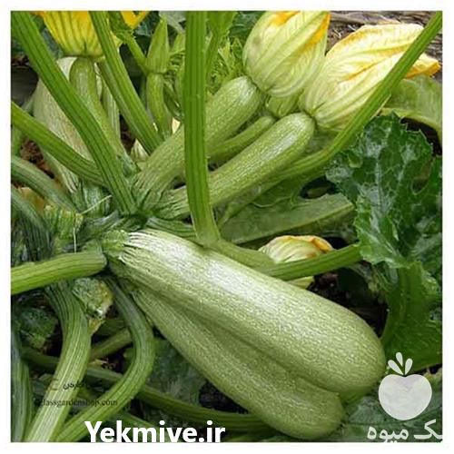 قیمت خرید بذر کدو یسرا در کرمان  در گروه خرید فروش بذر - انواع محصول کشاورزی گوجه کتان میوه درخت در یکمیوه -عکس1