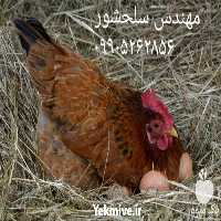 قیمت خرید تخم نطفه دار در گروه انواع تخم ها - مرغ بوقلمون پرنده عمده کشاورزی در یکمیوه