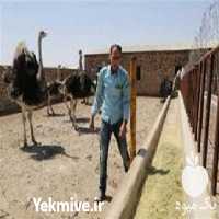 فروش دوره آموزش پرورش شترمرغ در تهران در گروه مشاوره - راه اندازی بازاریابی کسب درآمد بهبود کسب و کار در یکمیوه