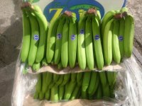 موز پاکستانی در بندرعباس در گروه خرید فروش عمده موز - زرد سبز پاکستان چیکیتا اکوادوور در یکمیوه