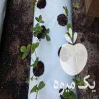 قیمت خرید گروبک در تهران در گروه خرید فروش تجهیزات گلخانه - صنعتی خانگی هوشمند دست دوم در یکمیوه