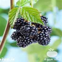 پیش فروش نهال تمشک بدون خار در یزد در گروه خرید فروش نهال - انواع گردو پسته بادام سلطانی انگور در یکمیوه