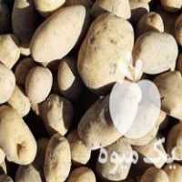 قیمت خرید سیب زمینی اردبیل در گروه خرید فروش عمده سیب زمینی - زودرس دیررس آگریا اسپریت اردبیل همدان در یکمیوه