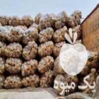 قیمت خرید سیب زمینی خوراکی و بذری در گروه خرید فروش عمده سیب زمینی - زودرس دیررس آگریا اسپریت اردبیل همدان در یکمیوه