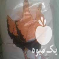 قیمت خرید دان پرنده و طیور تخمگذار و دان جوجه در اصفهان در گروه مرغ و خروس و بوقلمون و اردک قو قاز در یکمیوه