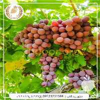 قیمت خرید نهال انگور ردگلاب در گروه خرید فروش نهال - انواع گردو پسته بادام سلطانی انگور در یکمیوه
