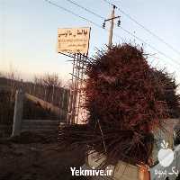 قیمت خرید نهال گلابی در اصفهان در گروه خرید فروش نهال - انواع گردو پسته بادام سلطانی انگور در یکمیوه