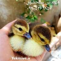 فروش جوجه اردک اسرائیلی در اصفهان در گروه مرغ و خروس و بوقلمون و اردک قو قاز در یکمیوه