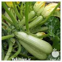 قیمت خرید بذر کدو یسرا در کرمان  در گروه خرید فروش بذر - انواع محصول کشاورزی گوجه کتان میوه درخت در یکمیوه