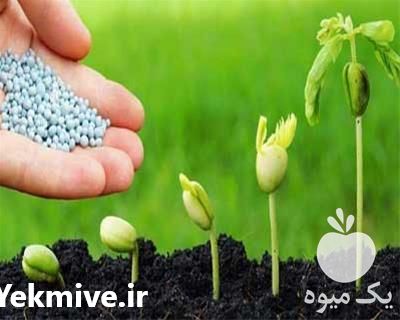 فروش کود کامل npk در گروه خرید فروش کود و مواد شیمیایی - اوره پتاس مرغی کمپوست آهن در یکمیوه -عکس1
