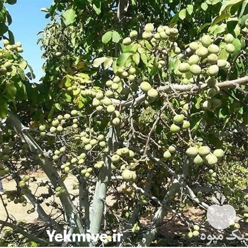 قیمت خرید خرید گردو کانادایی با بهترین قیمت در گروه خرید فروش نهال - انواع گردو پسته بادام سلطانی انگور در یکمیوه -عکس1