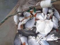 فروش انواع بچه ماهی کپور در اردبیل در گروه انواع ماهی - سالمون شیر کپور قرمز شوریده سفید گوپی مرکب در یکمیوه -عکس1