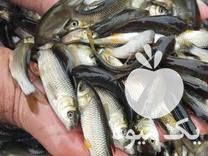 قیمت خرید ویژه بچه ماهی کپور گرمابی در گمیش تپه در گروه انواع ماهی - سالمون شیر کپور قرمز شوریده سفید گوپی مرکب در یکمیوه -عکس1