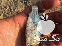 قیمت خرید بچه ماهی در ساری در گروه انواع ماهی - سالمون شیر کپور قرمز شوریده سفید گوپی مرکب در یکمیوه -عکس1